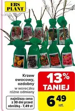 Carrefour Krzew kwintący karton Ebs Plant oferta