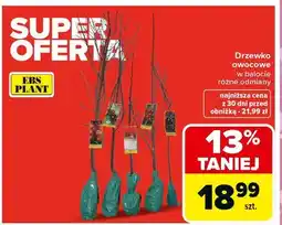 Carrefour Drzewko owocowe w balocie Ebs Plant oferta