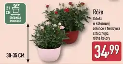 ALDI Róże Sztuka w kolorowej osłonce z tworzywa sztucznego oferta