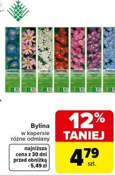 Carrefour Bylina w kapersie oferta