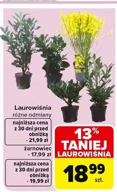 Carrefour Żarnowiec oferta