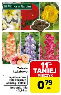 Carrefour Cebulka lilia Vilmorin Garden oferta