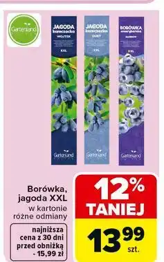 Carrefour Borówka amerykańska Gartenland oferta