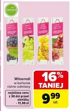Carrefour Winorośl Gartenland oferta
