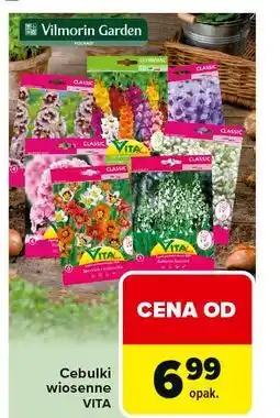 Carrefour Cebulki wiosenne Vita Line oferta