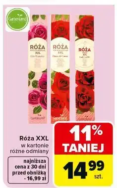 Carrefour Róża w kartonie xxl 50-60 cm różowa Gartenland oferta