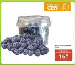 Dino Borówka amerykańska oferta