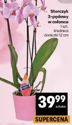 Delikatesy Centrum Storczyk 3-pędowy w osłonce oferta