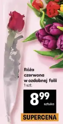 Delikatesy Centrum Róża czerwona w ozdobnej folii oferta