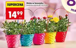 Biedronka Róża w koszyku oferta