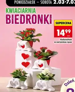Biedronka Kalanchoe w ceramice ręce oferta