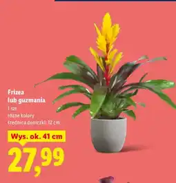 Lidl Frizea w ceramice oferta