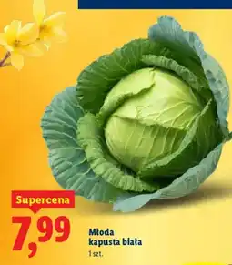 Lidl Kapusta biała młoda 1 szt oferta