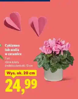 Lidl Cyklamen w ceramice oferta