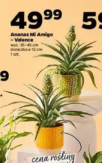 Netto Ananas don 12 cm oferta