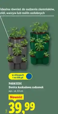 Lidl Donica kaskadowa sadzonek wys.: ok. 63 cm oferta