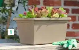 Lidl Skrzynka na kwiaty długość: 40 cm oferta