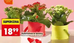 Biedronka Kalanchoe w donicy oferta