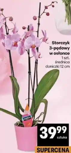 Delikatesy Centrum Storczyk 3-pędowy w osłonce 1 szt oferta