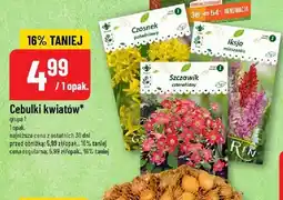 Polomarket Cebulki kwiatów grupa 1 oferta