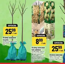 Polomarket Drzewa owocowe wybrane rodzaje jabłoń, czereśnia, nektarynka, brzos­kwinia, śliwka, gruszka oferta