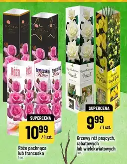 Polomarket Krzew róż pnących, rabatowych lub wielokwiatowych oferta