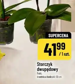 Polomarket Storczyk dwupędowy oferta