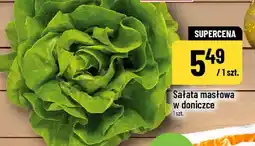 Polomarket Sałata masłowa w doniczce oferta