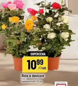Polomarket Róża w doniczce oferta