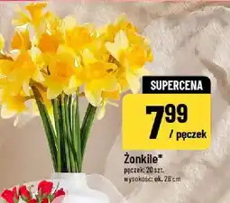 Polomarket Żonkile pęczek 20 szt oferta