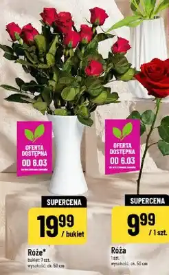 Polomarket Róża oferta