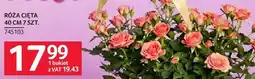 Selgros Róża cięta 40 cm 7 szt oferta