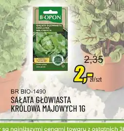 Unimet Sałata głowiasta Królowa Majowych oferta