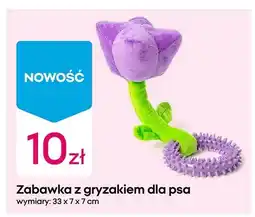 Pepco Zabawka z gryzakiem dla psa oferta