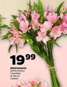 Netto Alstromeria oferta