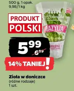Netto Zioła w doniczce (różne rodzaje) oferta