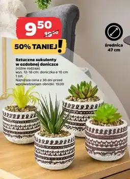 Netto Sztuczne sukulenty w ozdobnej doniczce oferta