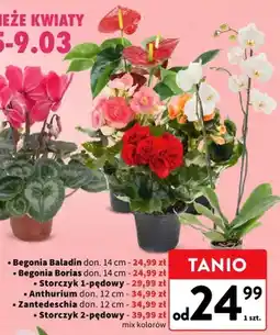 Intermarche Storczyk 2-pędowy oferta