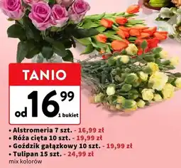 Intermarche Tulipan 15 szt. mix kolorów oferta