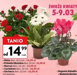 Intermarche Gerbera mix kolorów oferta