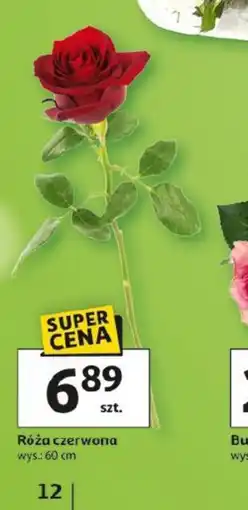 Auchan Róża czerwona oferta