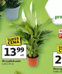 Auchan Skrzydłokwiat oferta