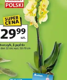Auchan Storczyk oferta
