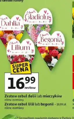 Auchan Zestaw cebul kwiatowych oferta