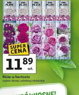 Auchan Róża w kartonie oferta