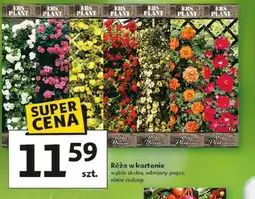 Auchan Róża w kartonie oferta