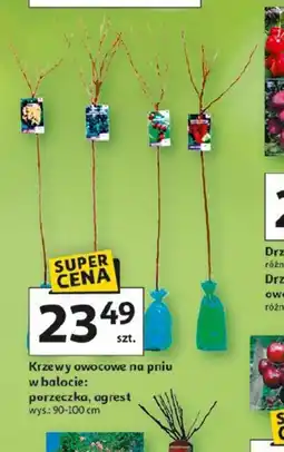 Auchan Krzewy owocowe na pniu oferta
