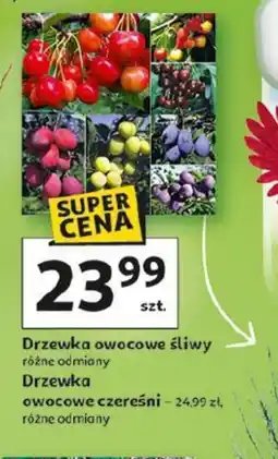 Auchan Drzewka owocowe śliwy oferta