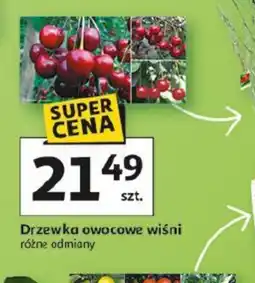 Auchan Drzewka owocowe wiśni oferta