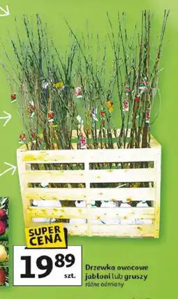 Auchan Drzewka owocowe oferta